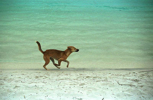 Dingo奔跑（polapix@flicker）