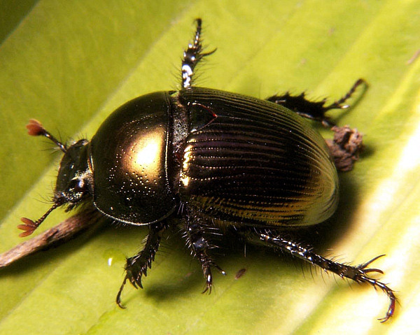 Dung_beetle_Geotrupes_sp