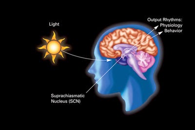 日光、視交叉上核、與生物時鐘之間的關係。 圖片來源：維基百科