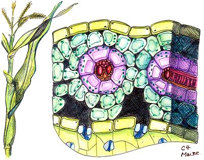 C4植物的葉片橫切面。 綠色部分是葉肉細胞（mesophyll），圍繞著中心的 維管束（紅色）的紫色部分就是髓鞘細胞。 圖片來源：wiki
