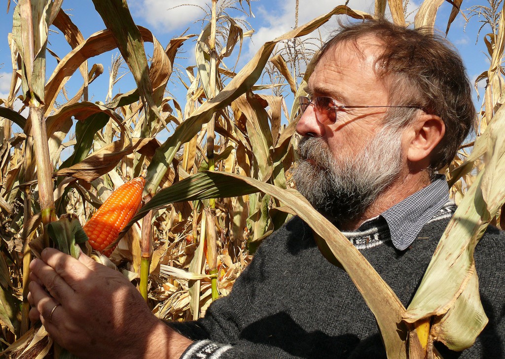普渡大學的Rocheford博士，與他的橘色玉米。 圖片來源：Purdue