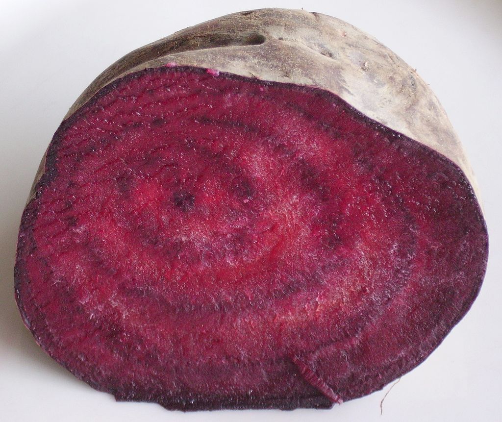 甜菜根的橫切面。圖片來源：wiki