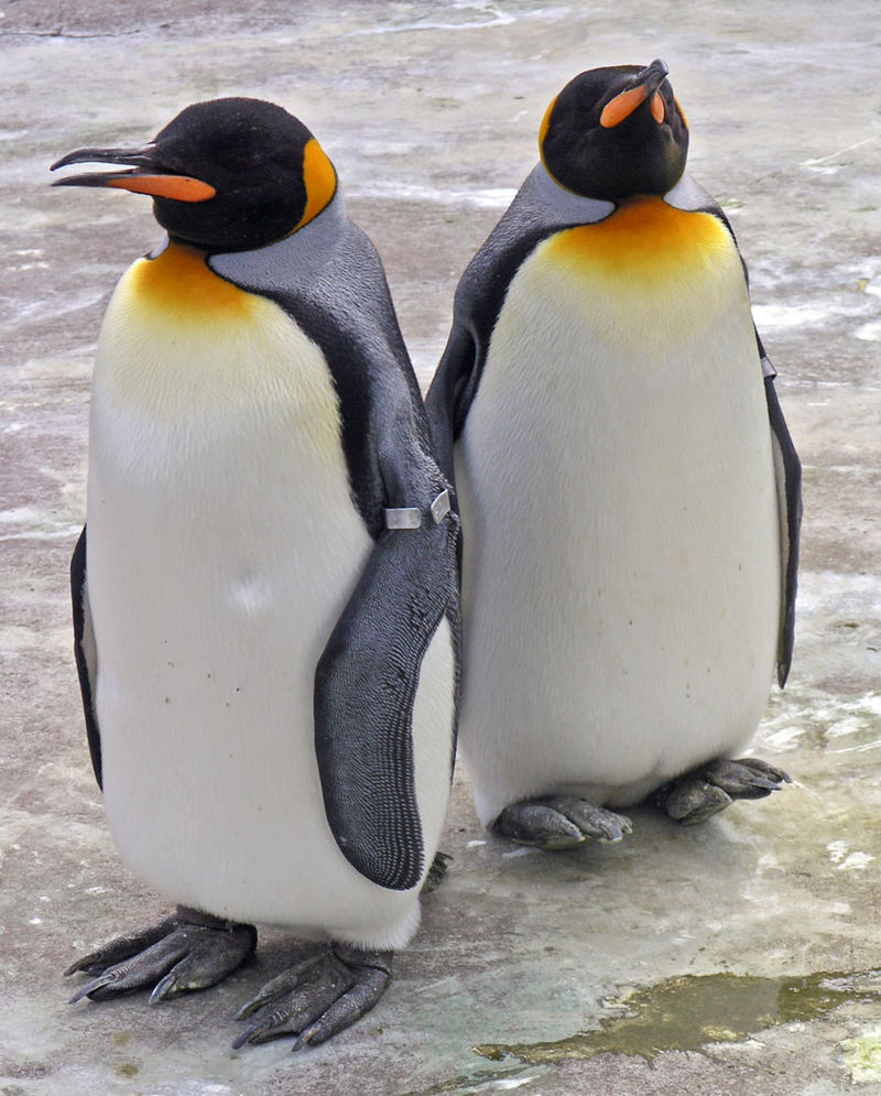 800px-Penguins_Edinburgh_Zoo_2004_SMC