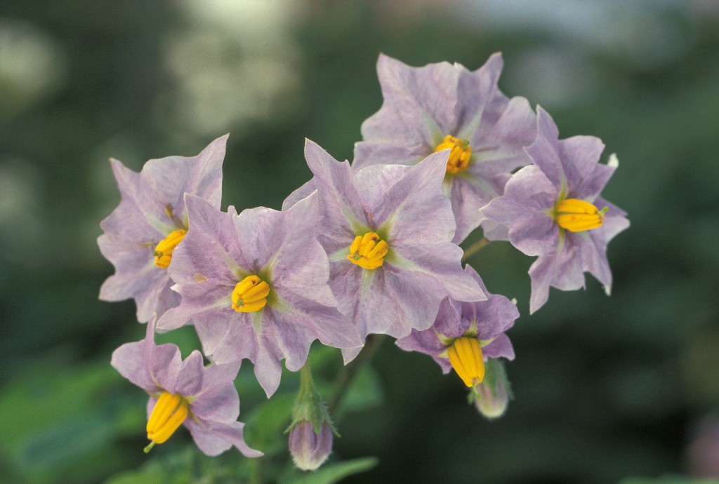 馬鈴薯花。圖片來源：wiki