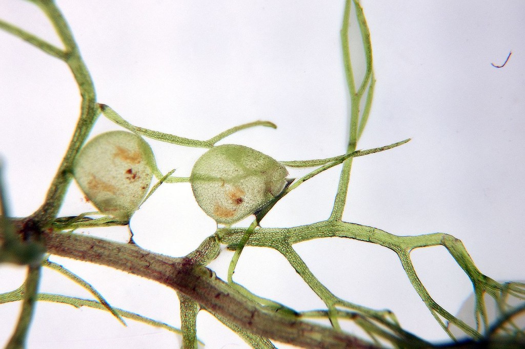 狸藻與它的捕蟲囊。圖片來源：wiki