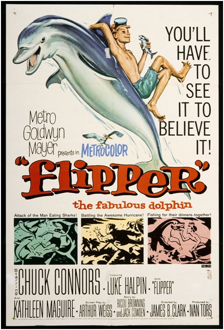 圖一：1963年夏天上映的美國喜劇強片「海豚的故事」的電影海報。影片英文原名「flipper」意為海豚的胸鰭，在電影裡則是主角海豚的名字。（圖片取自於維基百科）