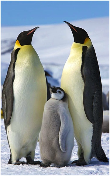 皇帝企鵝（emperor penguin (Aptenodytes forsteri)） Photo credit: Ian Duffy from UK, CC BY 2.0
