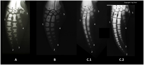 圖三：三種海豚的胸鰭骨骼排列比較。由左而右依序為中華白海豚(A)、真海豚(B)及瑞氏海豚(C); C.1和C.2是不同的瑞氏海豚個體。英文字母Ca為腕骨，M為掌骨，R為橈骨，U為尺骨。指頭先端的數字代表指頭的排列序。各位聰明的讀者，是否已經觀察出圖中每隻胸鰭之間微妙的差異了呢？（圖片來源：作者本人）