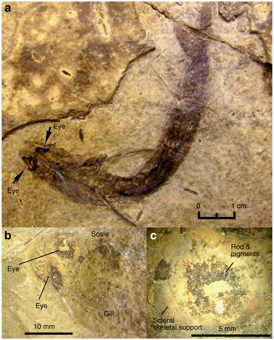 三億年前的Acanthodes bridgei化石（From Tanaka G, et al. Nat Commun. 2014 Dec 23;5:5920）