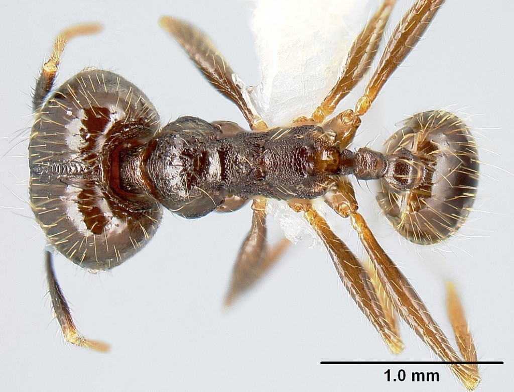 兵蟻。圖片來源：wiki