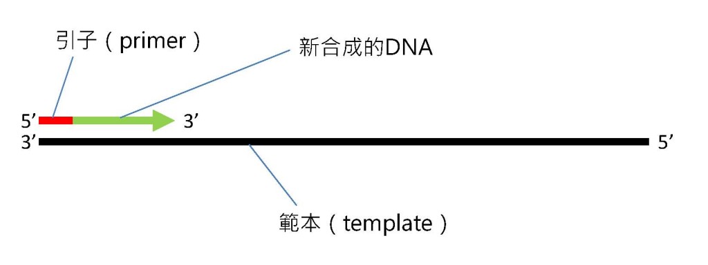 DNA聚合酶合成新DNA的方向。製圖者：葉綠舒