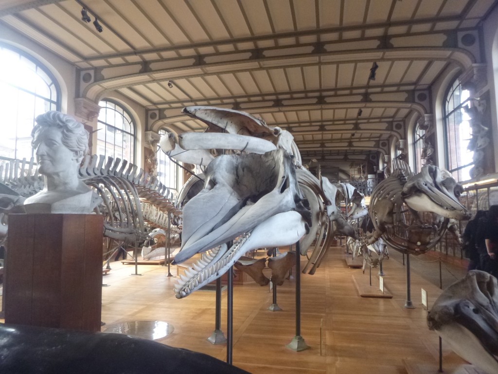 圖一：法國巴黎古生物學與比較解剖學博物館(Galerie de paléontologie et d'anatomie comparée)一樓主展廳內的鯨豚骨骼標本們。畫面正中央是一隻抹香鯨(只有下顎有多數對牙齒)，抹香鯨後方是一隻鬚鯨(沒有牙齒)，抹香鯨的左方是一隻喙鯨(只有下顎前端有一對牙齒)。抹香鯨右方是法國著名比較解剖學家Georges Cuvier的雕像。（圖片來源：筆者本人）
