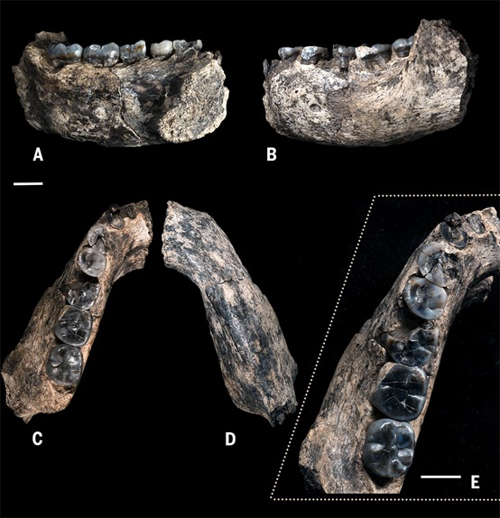 LD 350-1下頜骨和牙齒化石（Villmoare B, et al. Science. DOI: 10.1126/science.aaa1343 (2015)）
