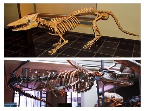 圖三：古鯨化石標本。上方為巴基鯨，下方為龍王鯨。圖片來源：Wikimedia Commons.
