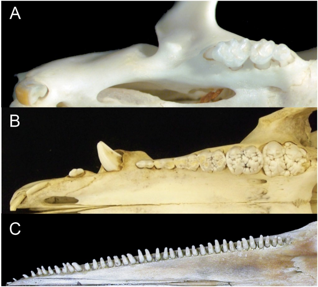 圖二：三種哺乳動物牙齒排列比較。A為小家鼠(一顆門齒、三顆臼齒)，B是家豬(三顆門齒、一顆犬齒、四顆前臼齒、三顆臼齒。圖為幼年個體所以第三顆臼齒尚未冒出)，C是熱帶斑海豚(單側34-48顆牙齒)。圖片來源：Armfield et al. 2013. PeerJ 1:e24.