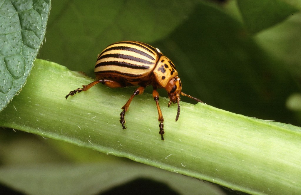科羅拉多金花蟲（Colorado potato beetle，Leptinotarsa decemlineata）。 圖片來源：wiki 