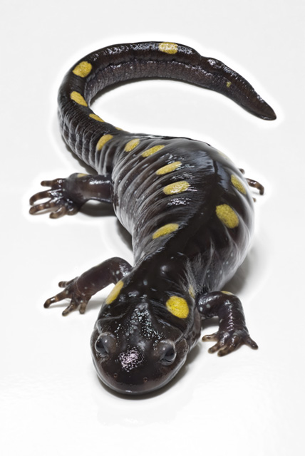 斑點鈍口螈。圖片來源：wiki
