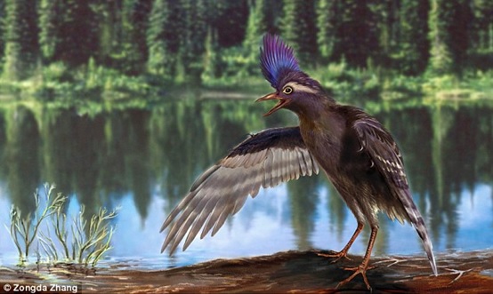 彌曼始今鳥（Archaeornithura meemannae）復原圖（中科院古脊椎所張宗達繪）