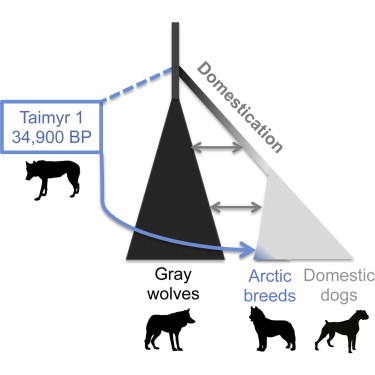 家犬的演化（P. Skoglund, et al. Curr Biol. 2015 May; DOI: http://dx.doi.org/10.1016/j.cub.2015.04.019）