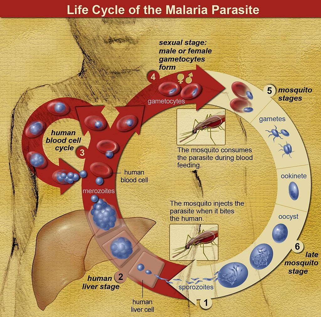 瘧原蟲的生命週期。圖片來源：wiki
