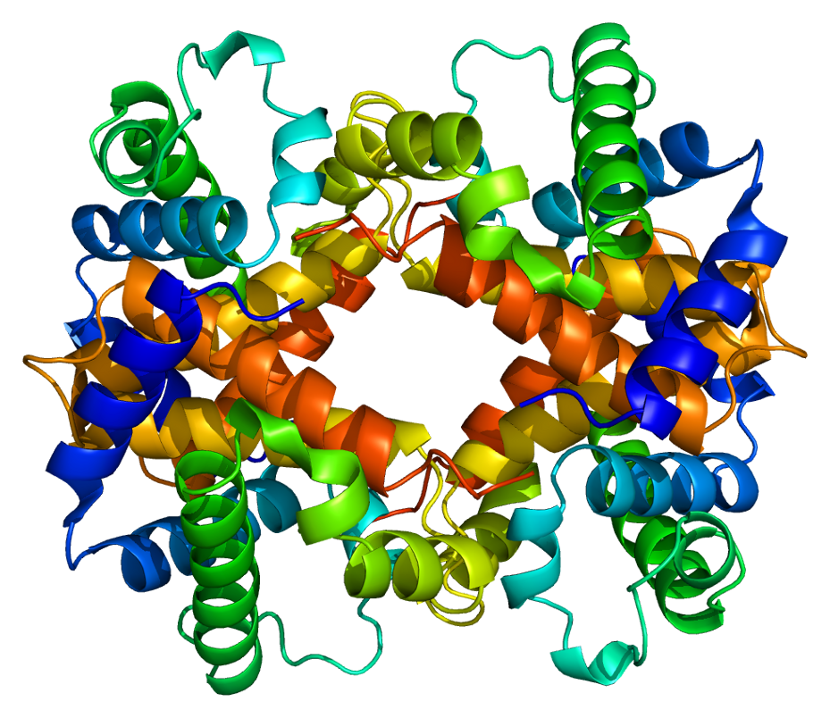 β-球蛋白。圖片來源：wiki