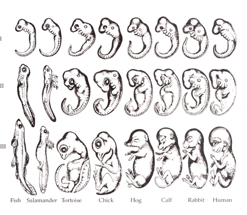 圖二：黑克爾的個體親緣重演理論示意圖。由上而下為粗略劃分的三個動物胚胎發育階段，而由左至右縱向序列分別是魚、蠑螈、陸龜、雞、豬、牛、兔和人的胚胎。黑克爾認為動物的胚胎發育會重演過去祖先演化的歷史，「高等」動物的胚胎發育初期會重演「低等」動物發育後期的形態，乃是演化論中所有生物都來自於同一祖先的證據。這個學說因為經不起新興的遺傳學證據考驗，在黑克爾死後數年內就被束之高閣。圖片取自維基百科 (Public domain)。
