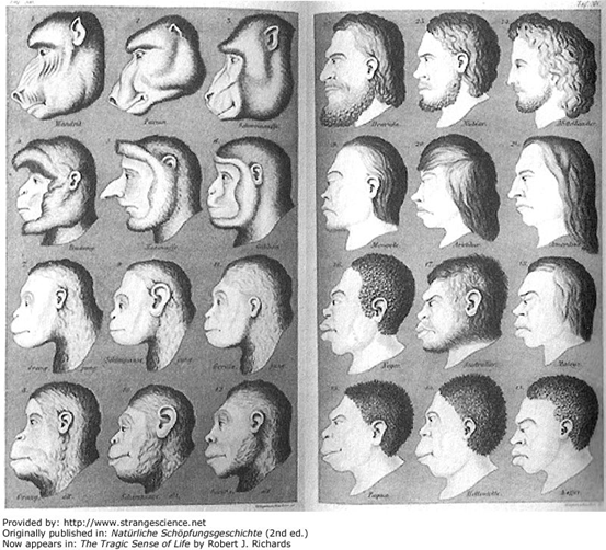 圖三：黑克爾的暢銷作「創世自然史(Natürliche Schöpfungsgeschichte)」的附圖。黑克爾以此圖表達各種猿猴(左幅)和人種(右幅)從外形就可觀察出進化程度的差異。黑克爾以「形態和猿猴的相似程度」定義了十二個人類「物種(species)」， 認為愈不樣猿猴的進化程度愈高(右幅右上)，愈像猿猴的進化程度就愈低(右幅左下)。以今日生物學知識回顧黑克爾的分類法毫無科學根據。有趣的是這張附圖只出現在德文原文的版本裡，在之後兩款英譯本中皆未使用。圖片取自網站Strange Science (Public domain)。