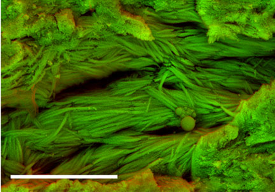 恐龍骨骼化石切片的掃瞄式電子顯微鏡影像，圖中的纖維狀物洧可能是恐龍的膠原蛋白（Bertazzo, S., et al. Nature Communications. doi: 10.1038/ncomms8352）。