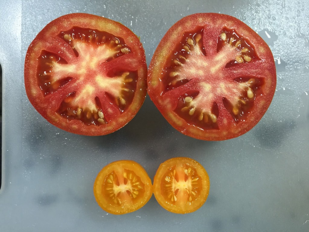 大蕃茄有四個子房室，小蕃茄只有兩個。 photocredit：葉綠舒 