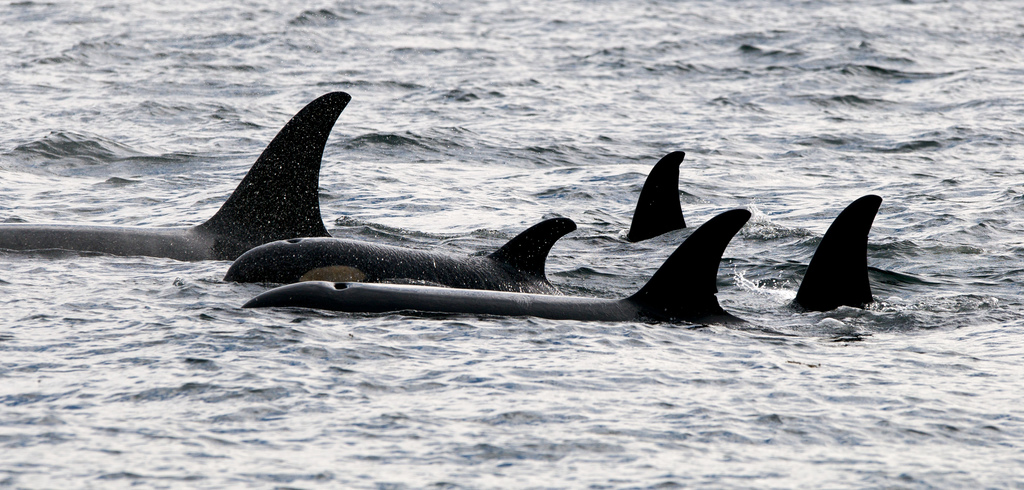出現在英屬哥倫比亞外海的五隻南方型的虎鯨。(圖片來源：Winky@flicker.com (CC BY 2.0))