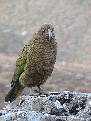 啄羊鸚鵡。圖片來源：wiki