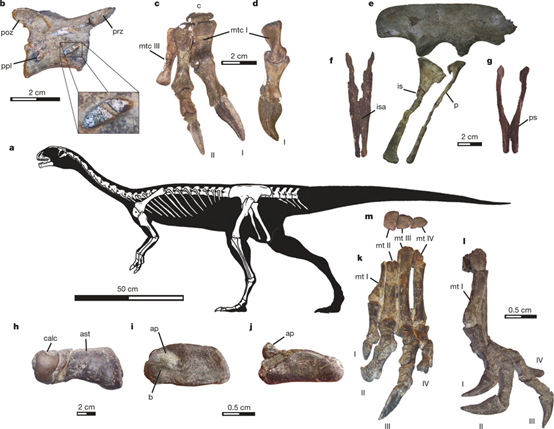 迭戈蘇亞雷斯智利龍（Chilesaurus diegosuarezi）的骨骼化石（Novas FE, et al. Nature. 2015 Jun 18;522(7556):331-4.）。