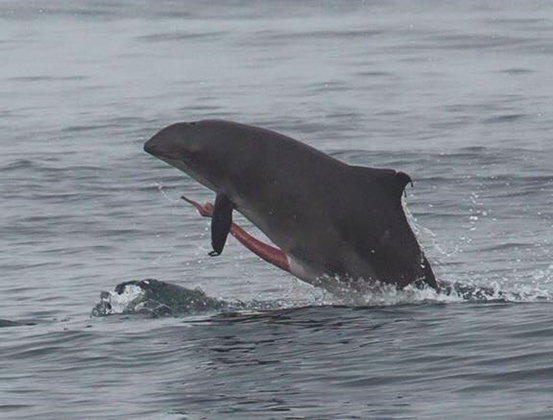 港灣鼠海豚與外露的生殖器。圖片提供：Ocean Defender Hawaii