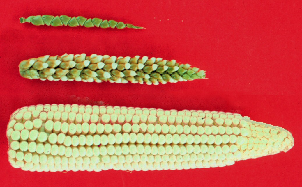 由上往下，蜀黍、蜀黍與玉米的雜交種、玉米的果實。 圖片來源：wiki