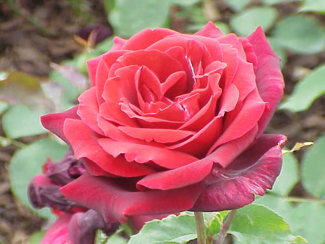 Papa Meilland 玫瑰。圖片來源：wiki＿