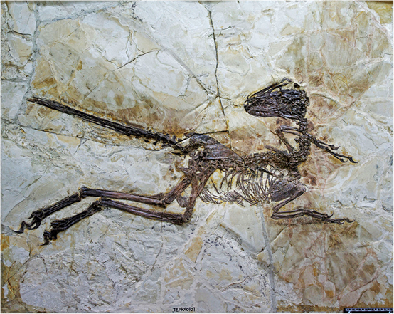 孫氏振元龍（Zhenyuanlong suni）的化石骨架（Lü J & Brusatte SL. Sci Rep. 2015 Jul 16;5:11775. doi: 10.1038/srep11775.）