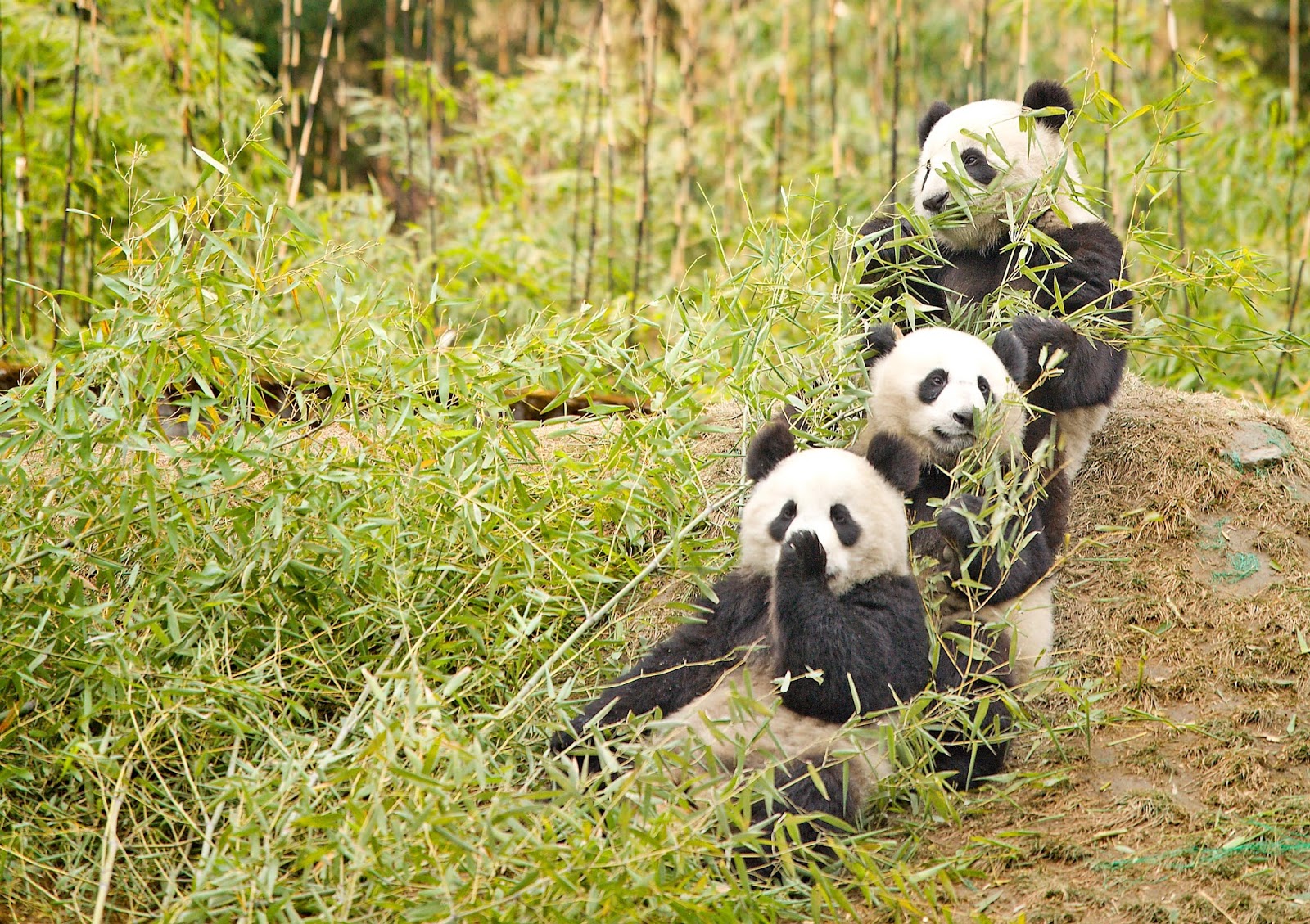 大熊貓。圖片來源：wiki