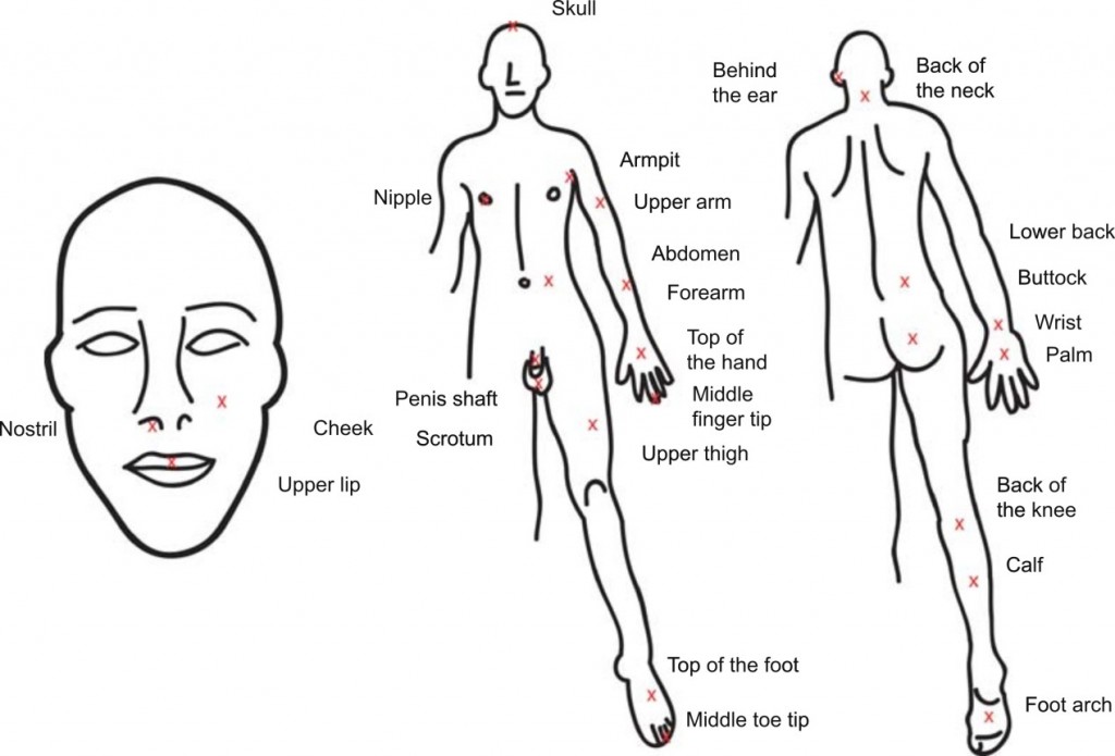 紅色X標記了Michael Smith實驗蜂蟄疼痛程度的身體部位（M. L. Smith, PeerJ 2014）