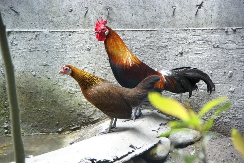 來自東南亞的家雞祖先──紅原雞（red jungle fowl，Gallus gallus）（黃貞祥攝）