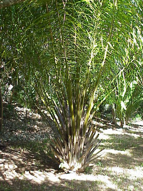 非洲油棕（Elaeis guineensis）。圖片來源：wiki