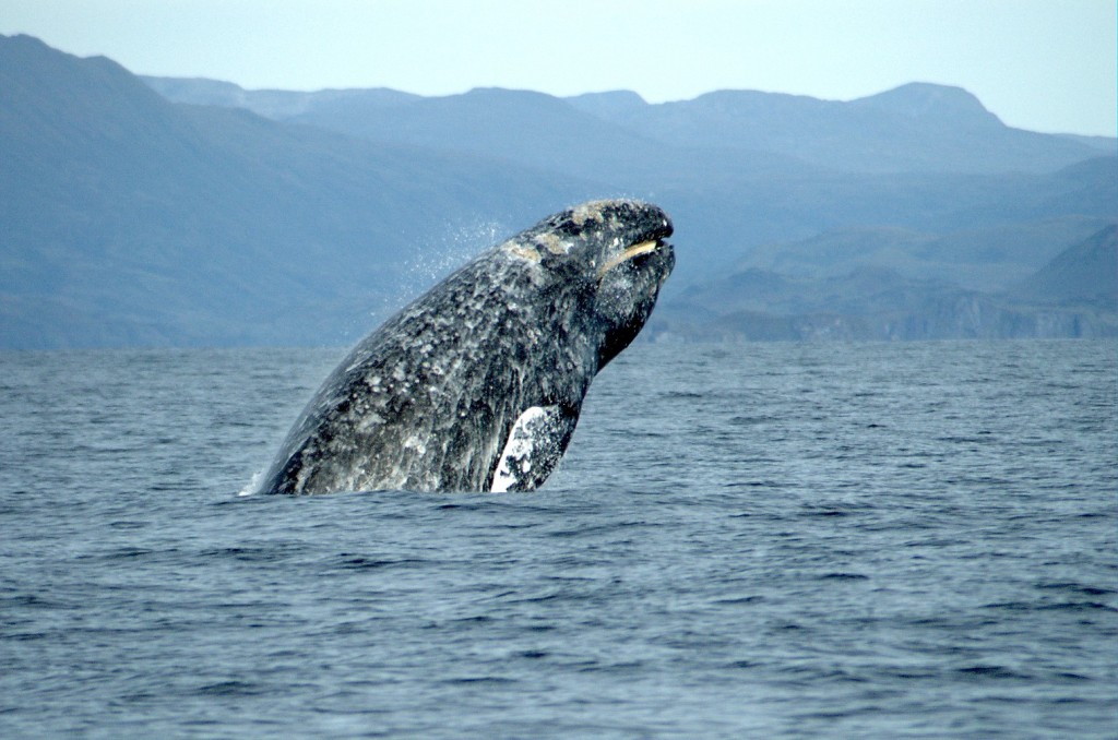 一隻灰鯨躍出水面。圖片取自維基百科。