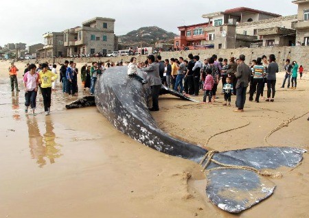 在福建外海誤觸魚網的灰鯨，被帶回海灘上等待處理的現場。圖片來源：http://www.whatsonxiamen.com/news22185.html