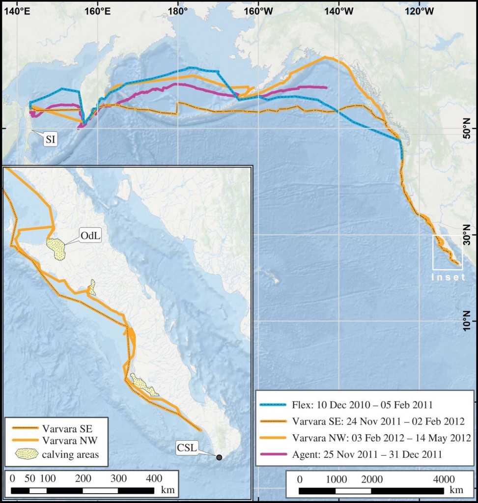 三隻上了衛星發報器的灰鯨橫越北太平洋的路線。其中黃色的路線是法法拉的來回東西太平洋的旅行路線。圖片來源：Mate et al. 2015. Biology Letters. 11, 20150071.