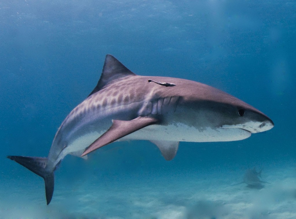 虎鯊。圖片來源：wiki