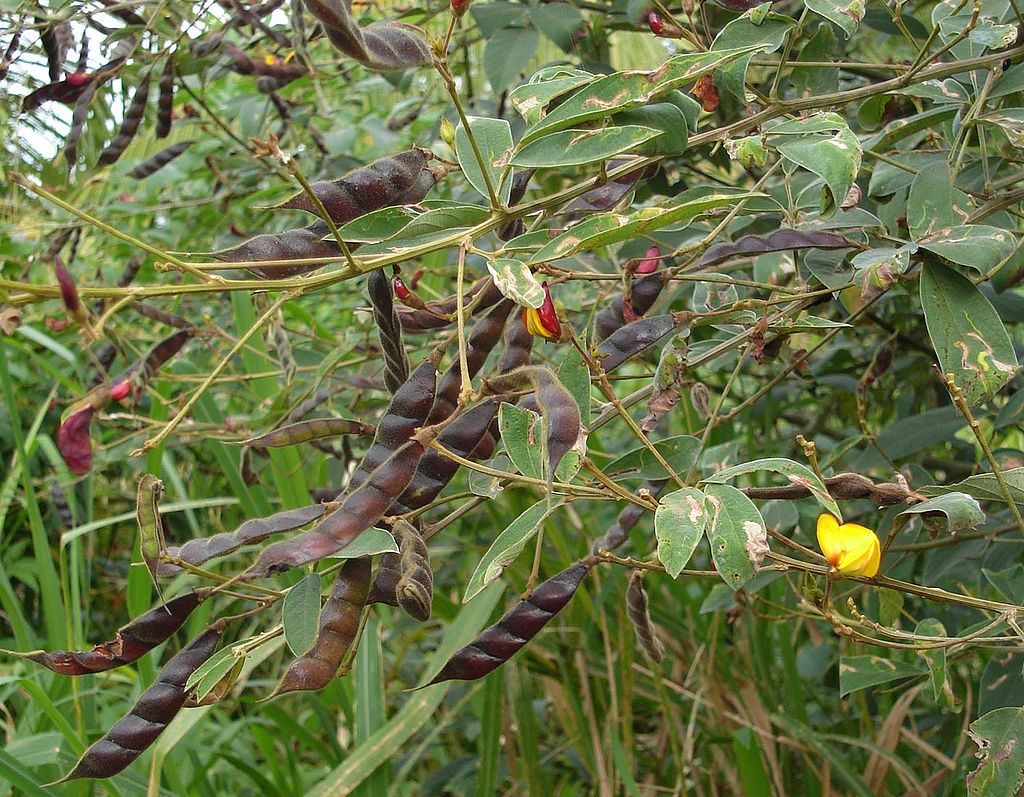 樹豆。圖片來源：wiki