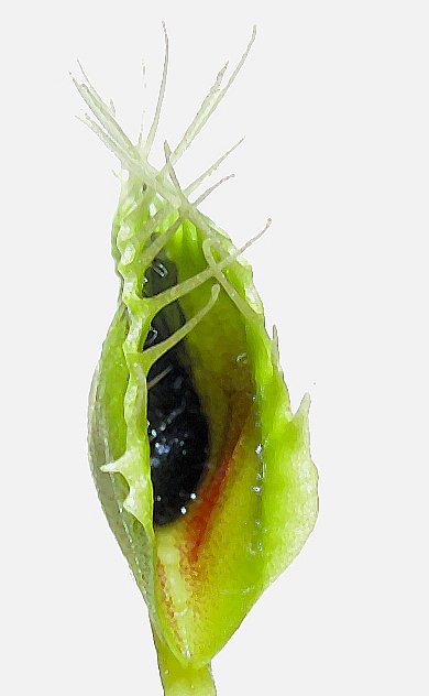吃完蟲兒重新打開的捕蠅草葉片。圖片來源：wiki