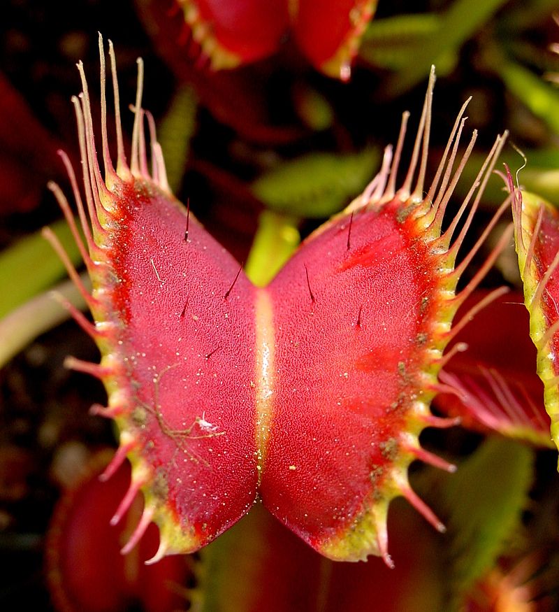 捕蠅草，可以看見葉片內側的感覺毛。圖片來源：wiki
