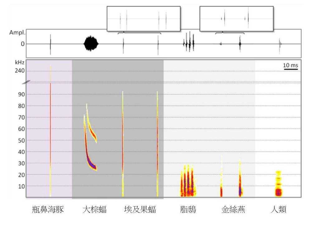 圖二：六種脊椎動物的回聲定位信號波形圖(waveform, 上圖)和頻譜圖(spectrogram, 下圖)。最上方的兩個附加框格意在顯示埃及果蝠和金絲燕的回聲定位訊號通常以雙答聲(double clicks)的形式發出。頻譜圖中的顏色由淺至深表示訊號在對應的音頻相對能量 (relative amplitude)由低至高。(圖片來源：Brinkløv, et al. 2013. Echolocation in Oilbirds and Swiftlets. Frontiers in Physiology, 4:123)