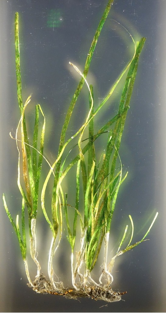 大葉藻。圖片來源：wiki