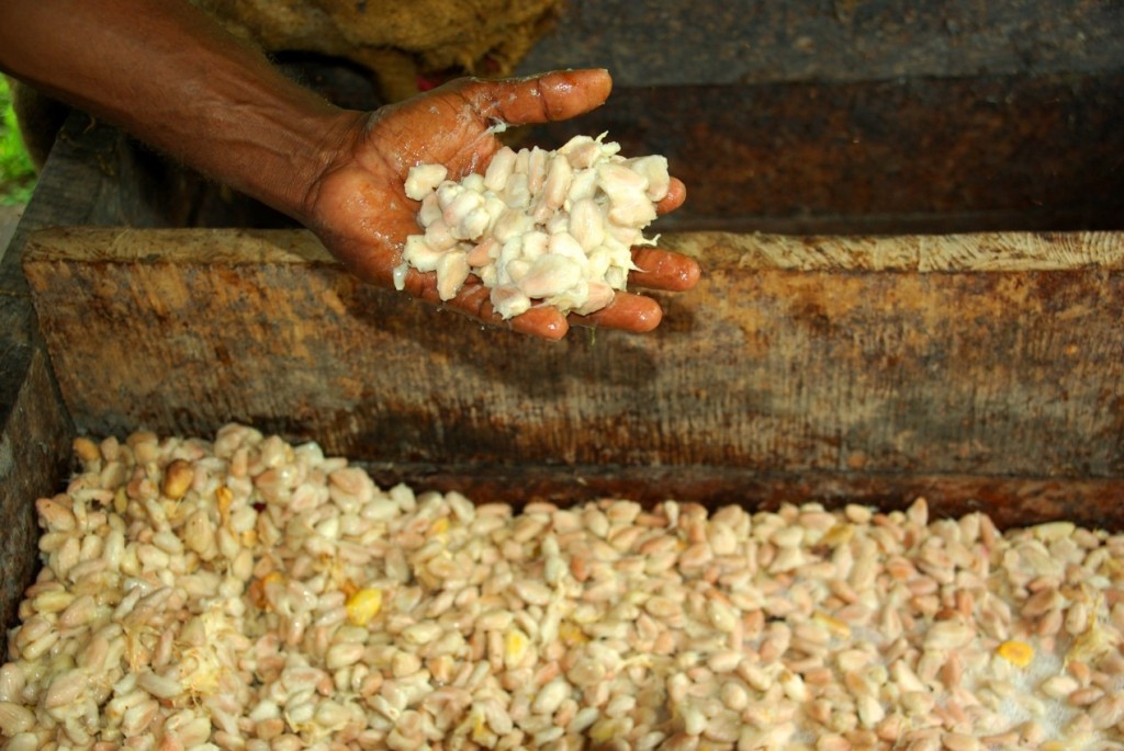 發酵的可可豆（Photo credit: Irene Scott/AusAID，CC BY 2.0）